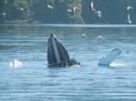 Baleia usa nadadeiras para empurrar peixes para a sua boca aberta, durante passeio de barco em Telegraph Cove, na Vancouver Island, na Columbia Britânica, costa oeste do Canadá